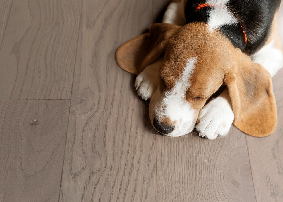 得高實(shí)木復(fù)合地板不只是腳下的鋪陳更是生活的舞臺(tái) 圖片4 得高實(shí)木復(fù)合地板不只是腳下的鋪陳更是生活的舞臺(tái) 圖片4